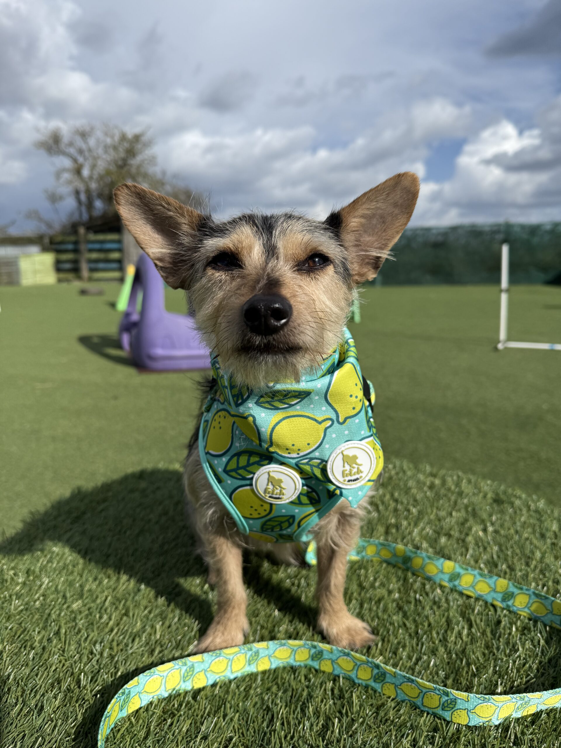 The Peanut - Lemons Bandana - Image 2